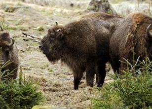 Das Schicksal der einzigen freilebenden Wisent-Herde Deutschlands im Rothaa... weiterlesen