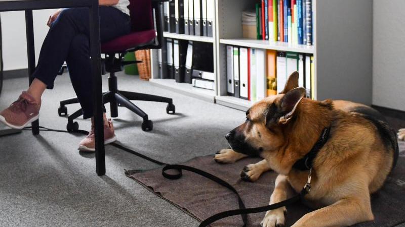 Verband: Tiere am Arbeitsplatz immer beliebter Husky-Schäferhund-Mischling Kalle zu Gast im Büro