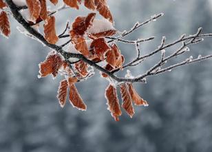Der Winter erreicht langsam Niedersachsen: Die Temperaturen sinken in den k... weiterlesen