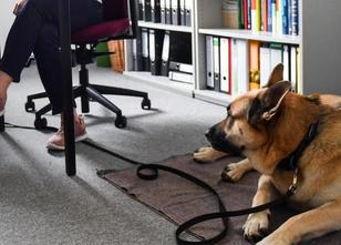 Tiere am Arbeitsplatz könnten beim Wettbewerb um gute Fachkräfte künftig wi... weiterlesen