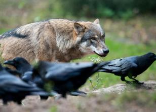 Wölfe haben in diesem Jahr in Mecklenburg-Vorpommern mehr als 100 Schafe, K... weiterlesen