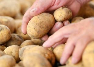 Nach massiven Ernteeinbußen wegen der Dürre sind die Kartoffelpreise für Ve... weiterlesen