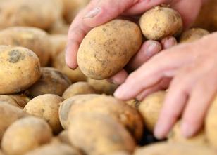 Nach massiven Ernteeinbußen wegen der Dürre sind die Kartoffelpreise für Ve... weiterlesen