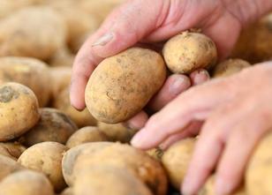 Nach massiven Ernteeinbußen wegen der Dürre sind die Kartoffelpreise für Ve... weiterlesen