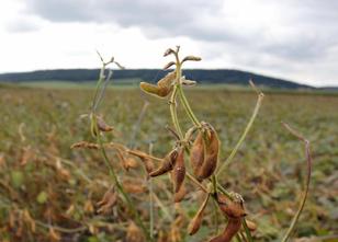 Bayerns Landwirte bewirtschaften aktuell knapp 3,1 Millionen Hektar Land. D... weiterlesen