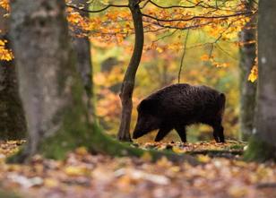 Die niedersächsischen Jägerinnen und Jäger haben in der Jagdsaison 2017/201... weiterlesen