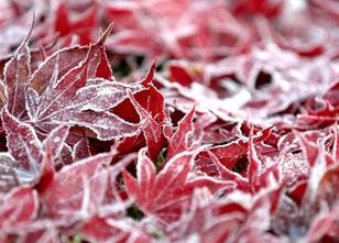 Die neue Woche bringt von Osten her Frost, Schnee und starke Windböen nach ... weiterlesen