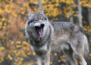 Der Wolf breitet sich in Mecklenburg-Vorpommern immer weiter aus. Inzwische... weiterlesen