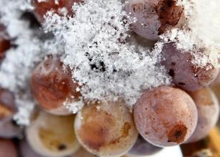 Hunderte rheinland-pfälzische Winzer spekulieren in diesem Jahr auf Eiswein... weiterlesen