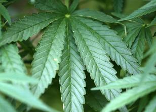 Beamte haben im Landkreis Südliche Weinstraße Marihuana mit einer Suppenkel... weiterlesen