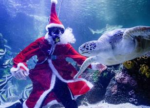 Fünf Wochen vor Weihnachten hat Meeresschildkröte weiterlesen
