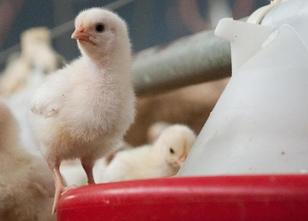 Nach dem Fund von belastetem Geflügelfutter in Niedersachsen sind von den u... weiterlesen