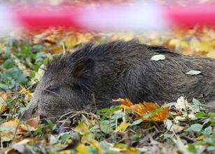 Zwei Monate nach dem ersten Auftreten der Afrikanischen Schweinepest (ASP) ... weiterlesen