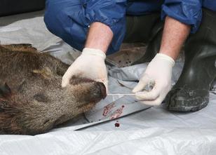 Sachsen-Anhalts Jäger haben im ersten Halbjahr 151 tote Wildschweine auf di... weiterlesen