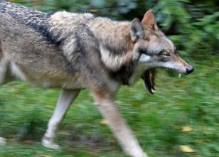 Den CDU-Forderungen nach einer Wolfsobergrenze und wolfsfreien Regionen in ... weiterlesen