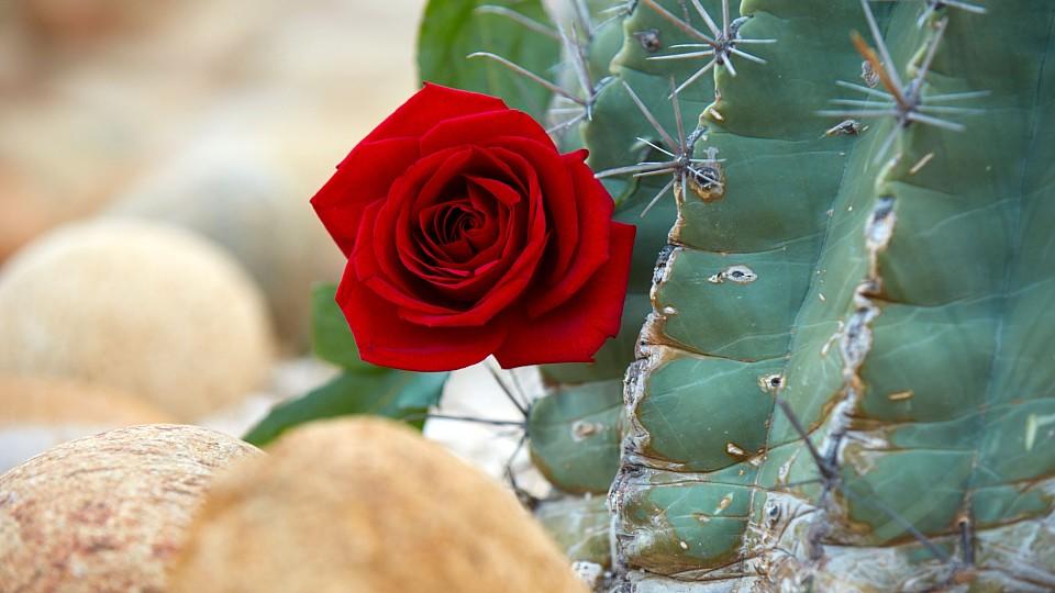 Der Bachelor 2019: Die Rosenjagd geht im Januar 2019 in die nächste Runde Der Bachelor hat die Qual der Wahl: Welcher Frau wird er seine letzte Rose überreichen?