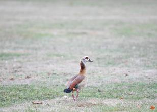 In Sachsen-Anhalt sollen Nilgänse künftig gejagt werden dürfen. Im Landtag ... weiterlesen