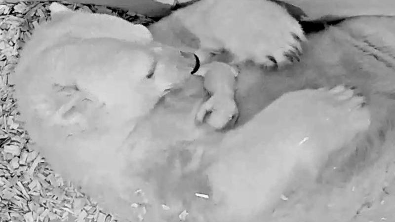 Berliner Eisbärin Tonja bringt erneut Baby zur Welt Eisbär-Nachwuchs im Tierpark Berlin