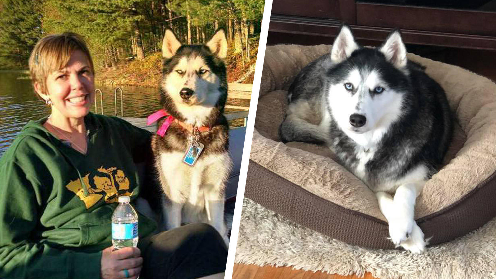 Der Husky mit der Wundernase: Sierra erschnüffelte drei Mal Krebs bei ihrer Besitzerin! Stephanie Herfel und ihr Hund Sierra