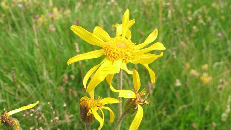 Fast ein Drittel heimischer Wildpflanzen gefährdet Arnika (Arnica montana)