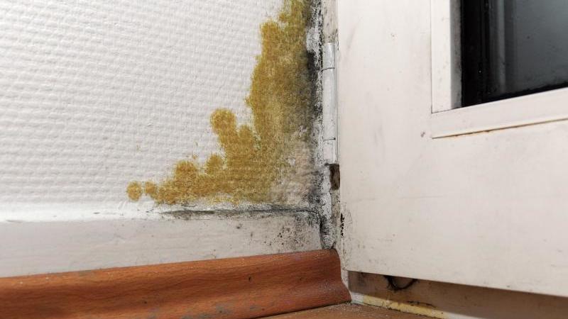 Keine Mietkürzung bei Schimmelgefahr Schimmel in der Wohnung