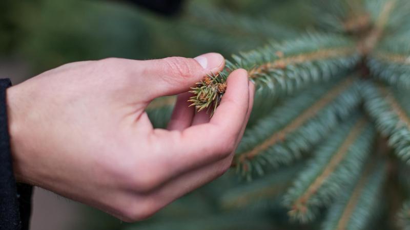 Den richtigen Weihnachtsbaum finden Weihnachtsbaum finden