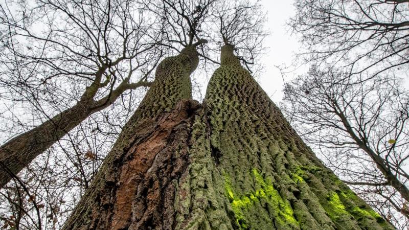 "Bäume in der Abschiedsphase": Debatte um Park in Regensburg Baum im Dörnbergpark