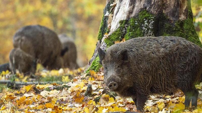 Jäger beantragen 150 000 Euro für Wildschweinjagd Wildschweine