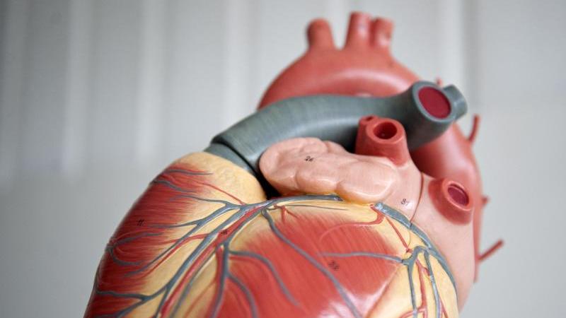 Kritik an Transplantationsprogramm: Kölner Klinik wehrt sich Modell menschliches Herz