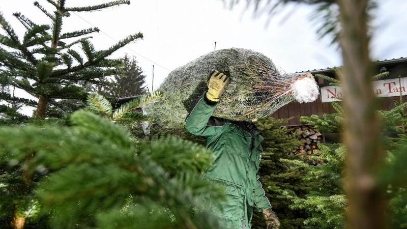 Weihnachtsbaumverkauf überall im Südwesten angelaufen Züchter mit Tannen