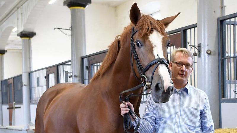 Zuchtpferde aus Niedersachsen sind weltweit begehrt Axel Brockmann mit einem Pferd