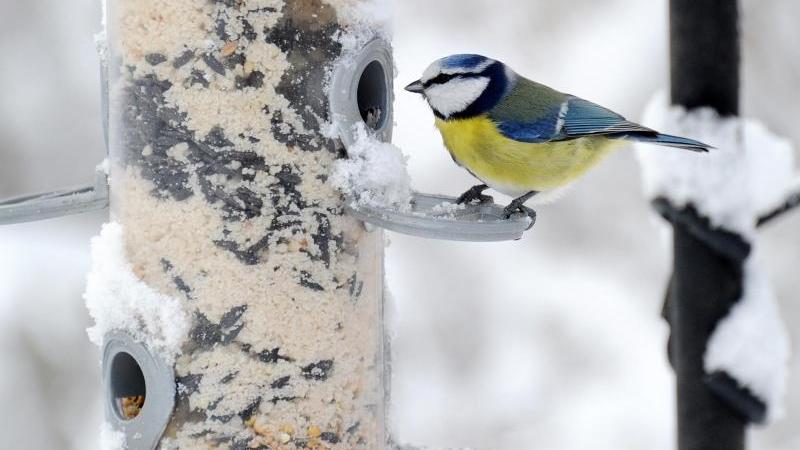 Nabu ruft zu landesweiter Wintervogelzählung auf Blaumeise