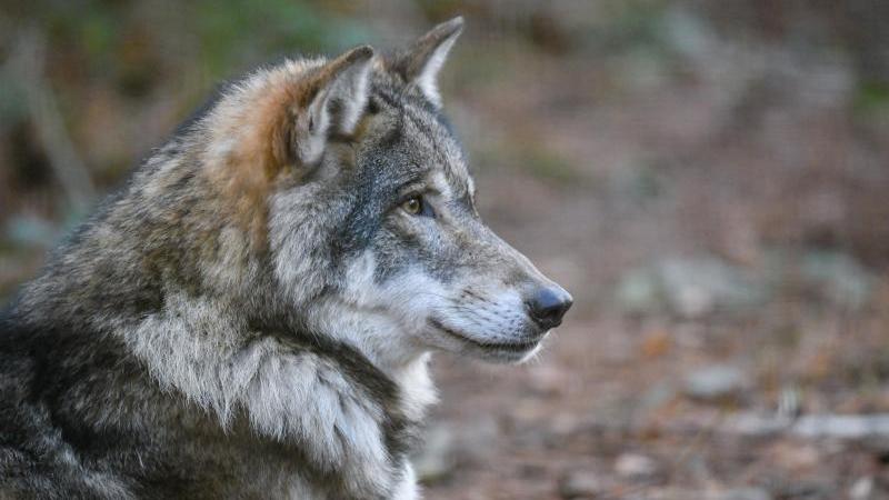 Wieder Wolf von Auto überfahren Wolf