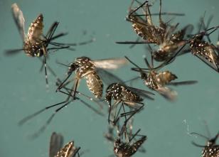Trotz sinkender Zahlen von Zikavirus-Infektionen warnt Gesundheitsministeri... weiterlesen