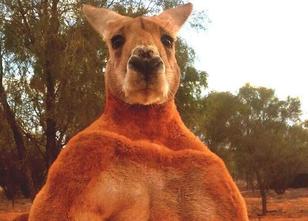 Australien trauert um sein berühmtestes Känguru namens Roger. Das mehr als ... weiterlesen