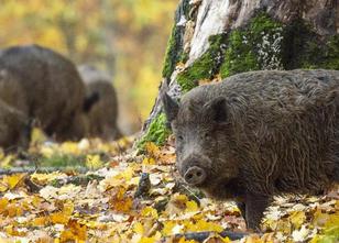 Ein Wildschwein hat in Sachsenheim (Kreis Ludwigsburg) einen Senior und ein... weiterlesen