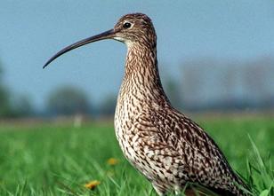 Der Landesbund für Vogelschutz (LBV) schlägt Alarm: Wegen des Klimawandels ... weiterlesen