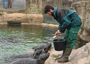 Marc Tetzlaff (21) aus Grevesmühlen hat ein Händchen für exotische Tiere: E... weiterlesen