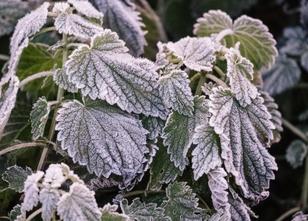 Kälte und Frost bestimmen das Wetter in den kommenden Tagen in Rheinland-Pf... weiterlesen