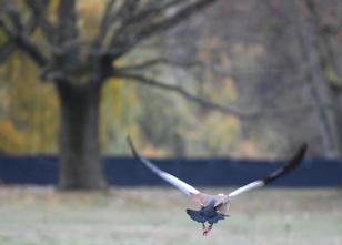 Um lästige Wildgänse von einer Liegewiese an einem Weiher des Frankfurter O... weiterlesen