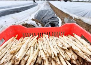 Für den Anbau von Spargel unter Folien in EU-Schutzgebieten wird es auch im... weiterlesen