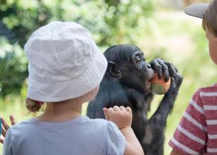 Trotz der Hitze im Sommer sind Baden-Württembergs Zoos zufrieden mit den Be... weiterlesen