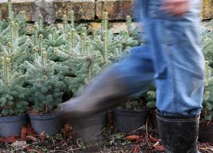Nur wenige Baumschulen in Thüringen ziehen Weihnachtsbäume heran. Das Haupt... weiterlesen