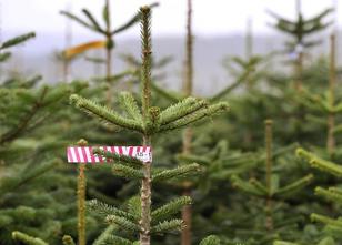 Christbaum-Diebe haben in Geislingen an der Steige rund 130 Nordmanntannen ... weiterlesen
