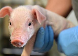 Sachsen-Anhalts Tierschutzbeauftragter Marco König hat die Entscheidung auf... weiterlesen