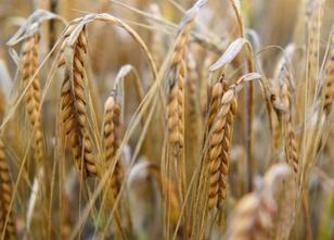 Rund 300 Landwirte im Südwesten haben nach dem Dürresommer 2018 bislang sta... weiterlesen
