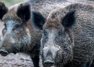 In Erwartung eines Ausbruchs der Afrikanischen Schweinepest (ASP) in Meckle... weiterlesen