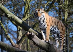 Der junge Tiger weiterlesen