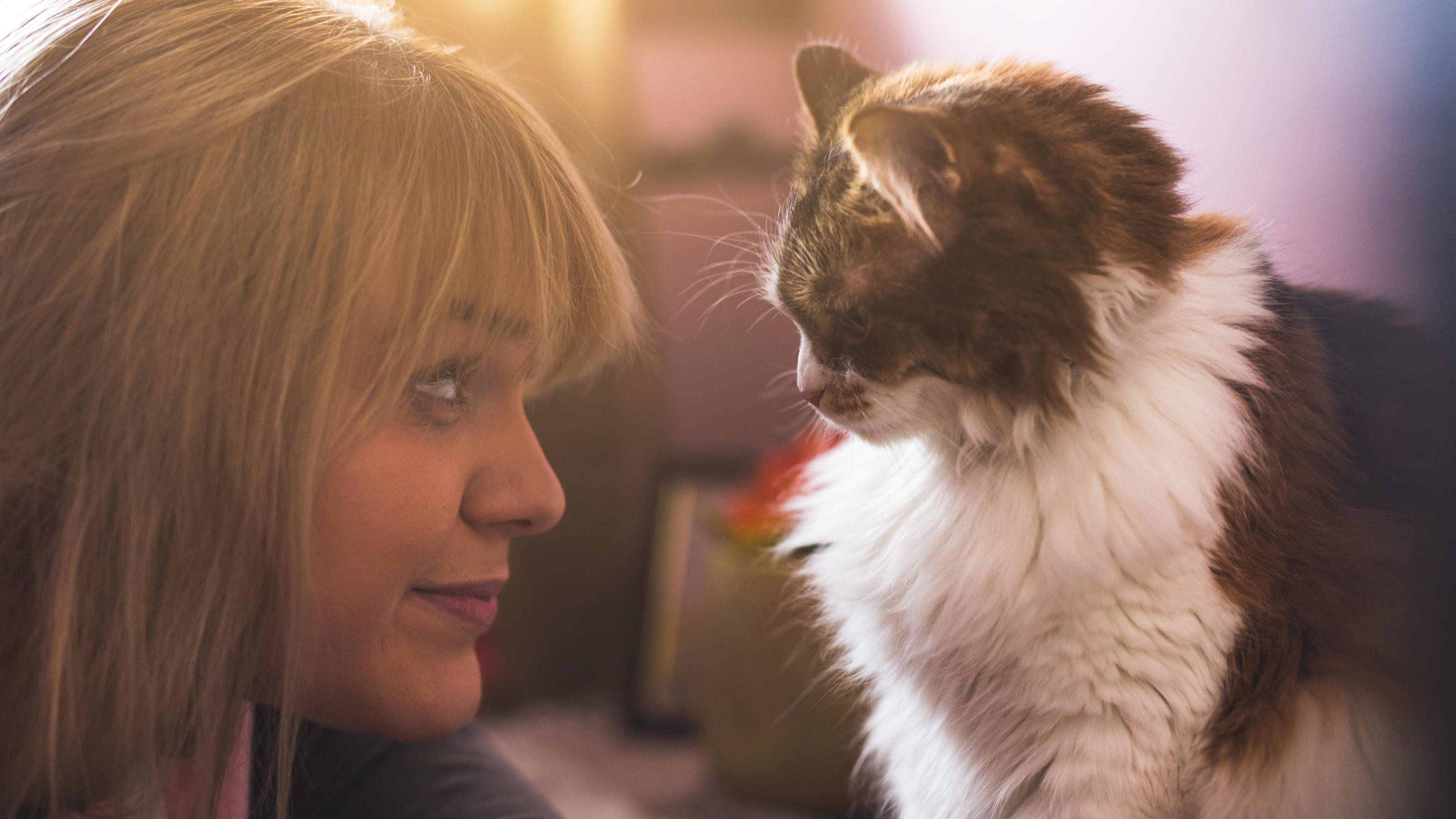 Katzen spiegeln die Persönlichkeit ihrer Besitzer wider Frau und ihre Katze blicken sich an.