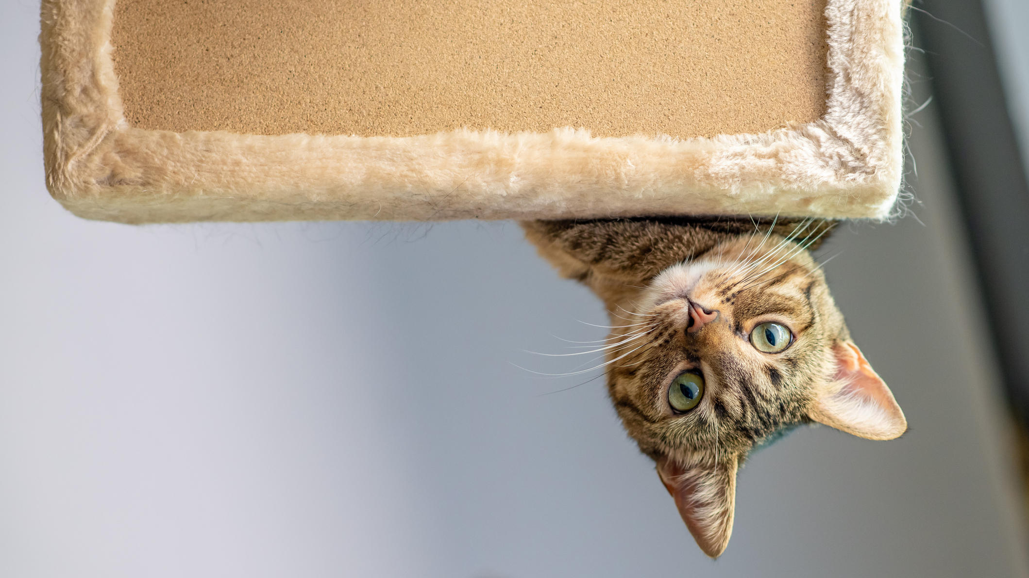Katzen spiegeln die Persönlichkeit ihrer Besitzer wider Katze spielt auf ihrem Kratzbaum.